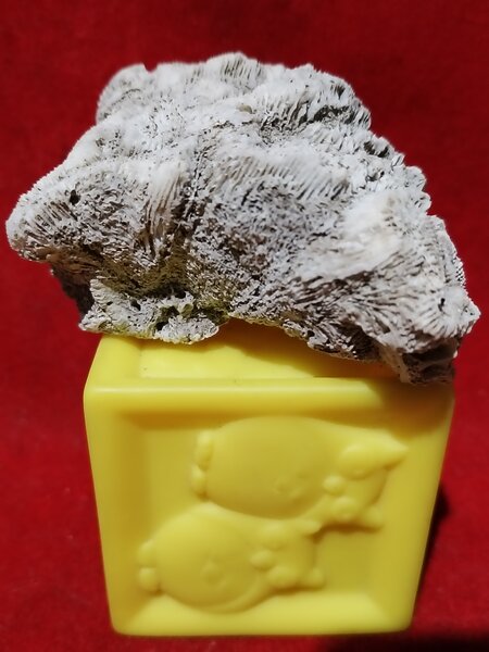 Fosila de coral creier cu urme de viermi fosilizati
