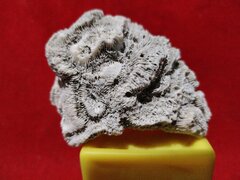 Fosila de coral creier cu urme de viermi fosilizati