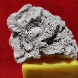 Fosila de coral creier cu urme de viermi fosilizati